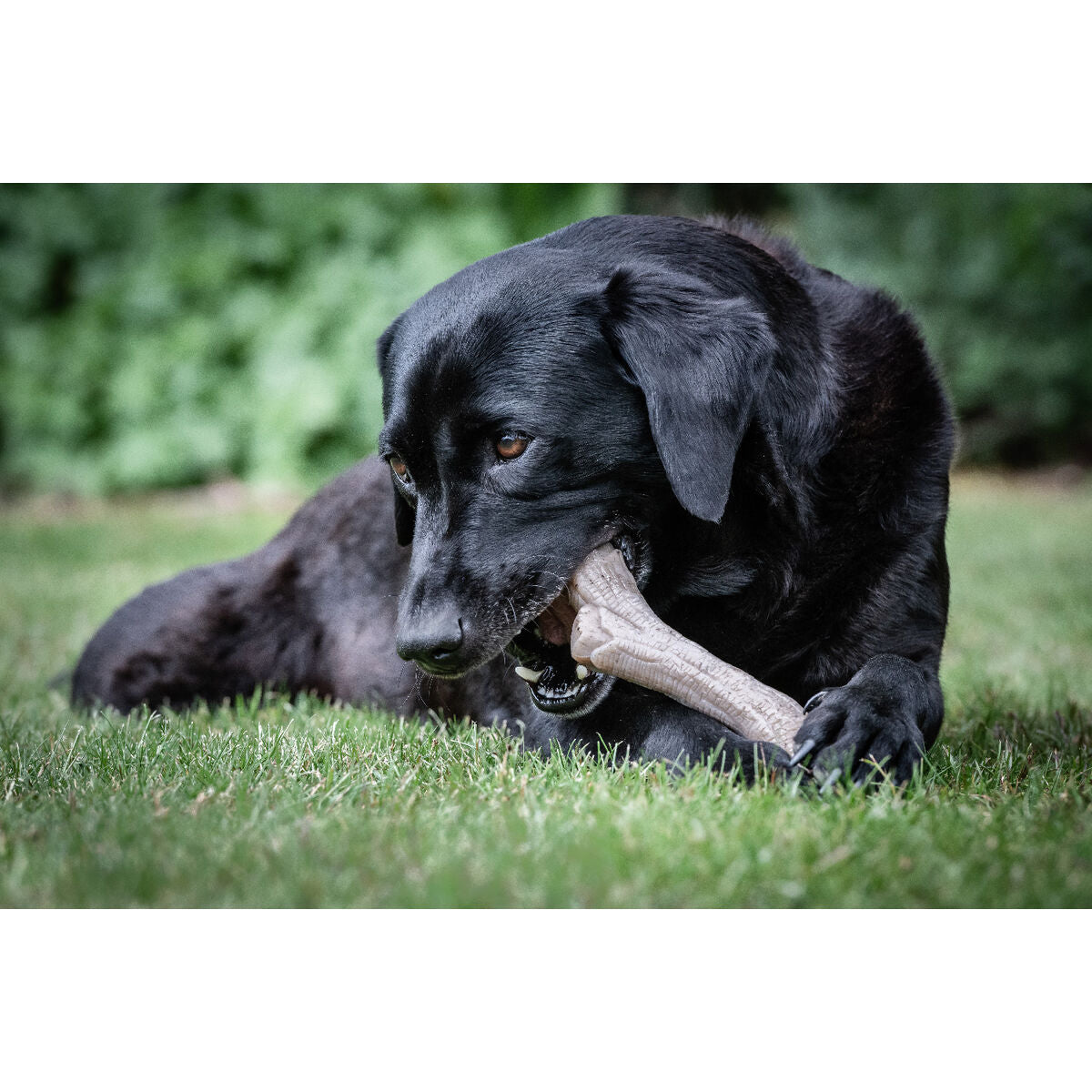 Dog chewing toy Nylabone Brown Peanut butter XL-4