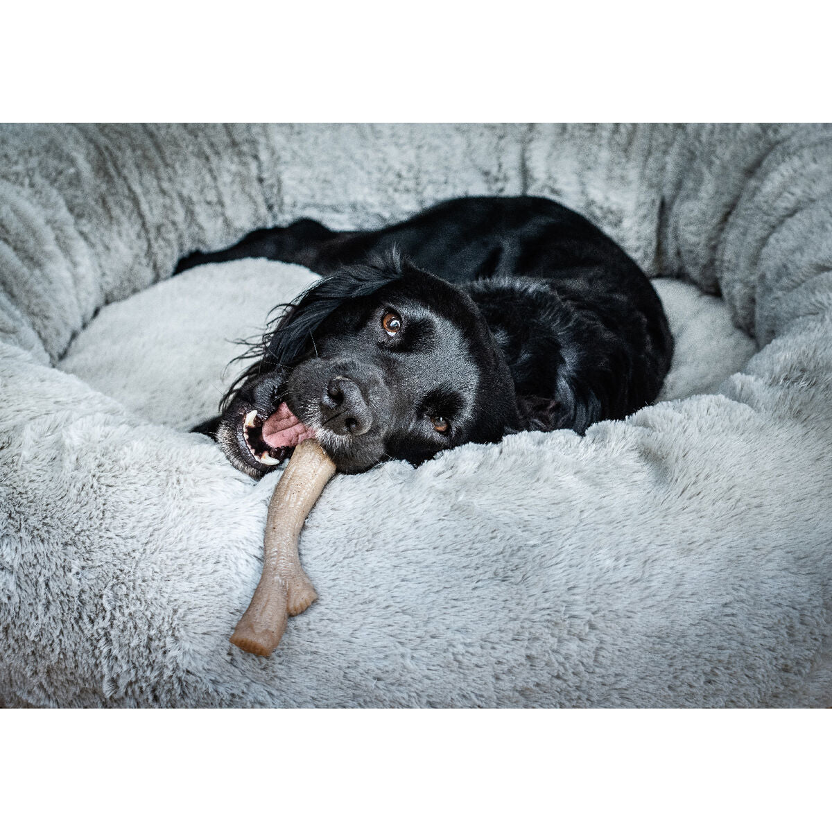 Dog chewing toy Nylabone Brown Peanut butter XL-2