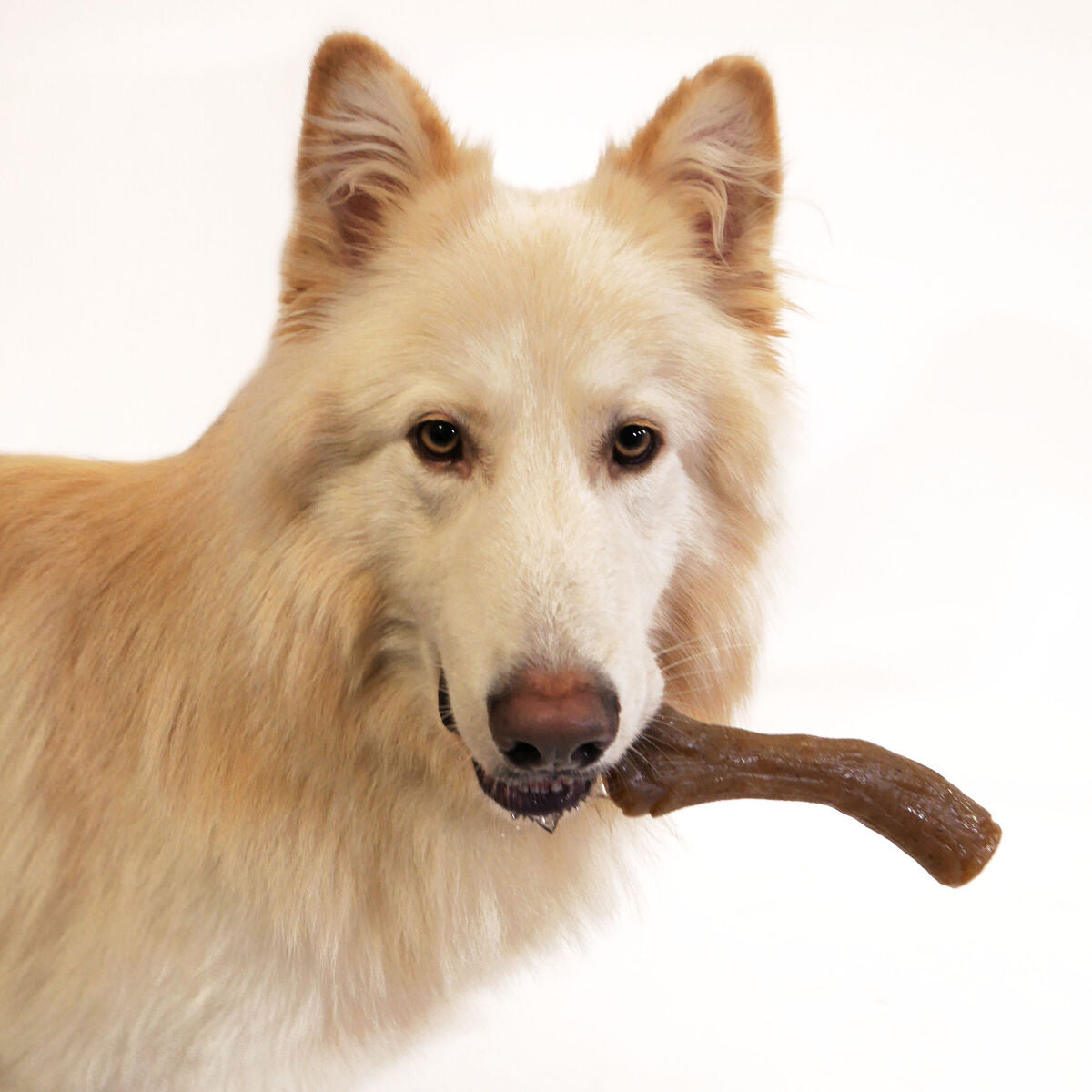 Dog chewing toy Nylabone Brown Peanut butter XL-1