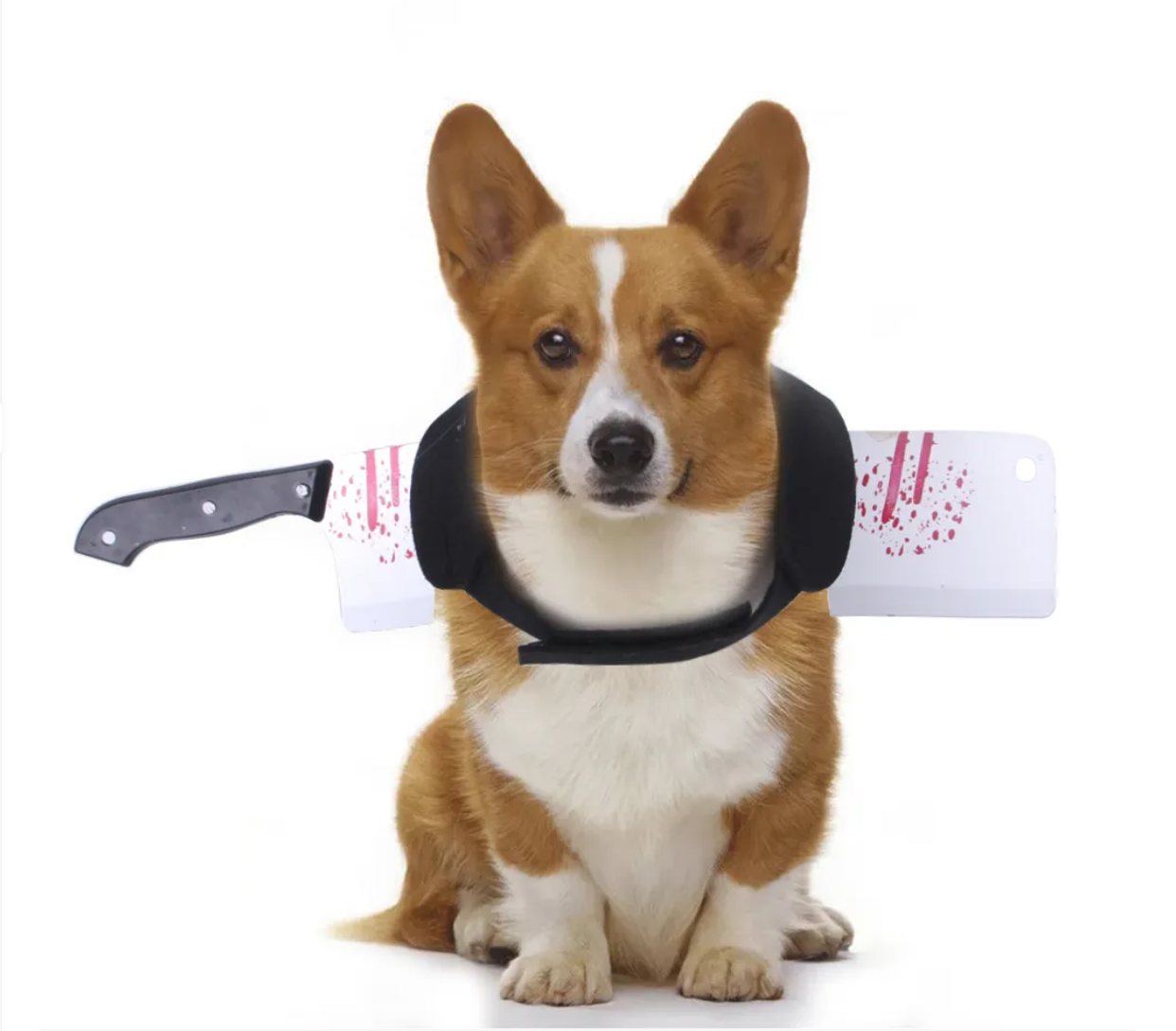 Halloweenkostym för hund