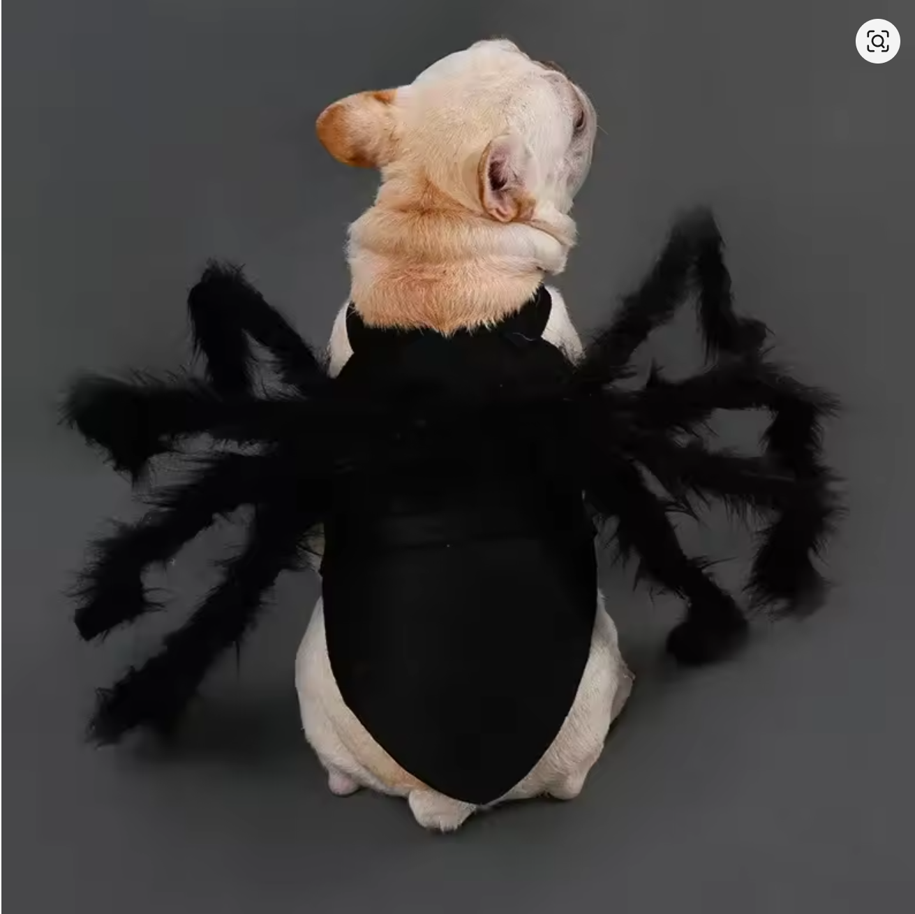 Halloweenkostym för hund
