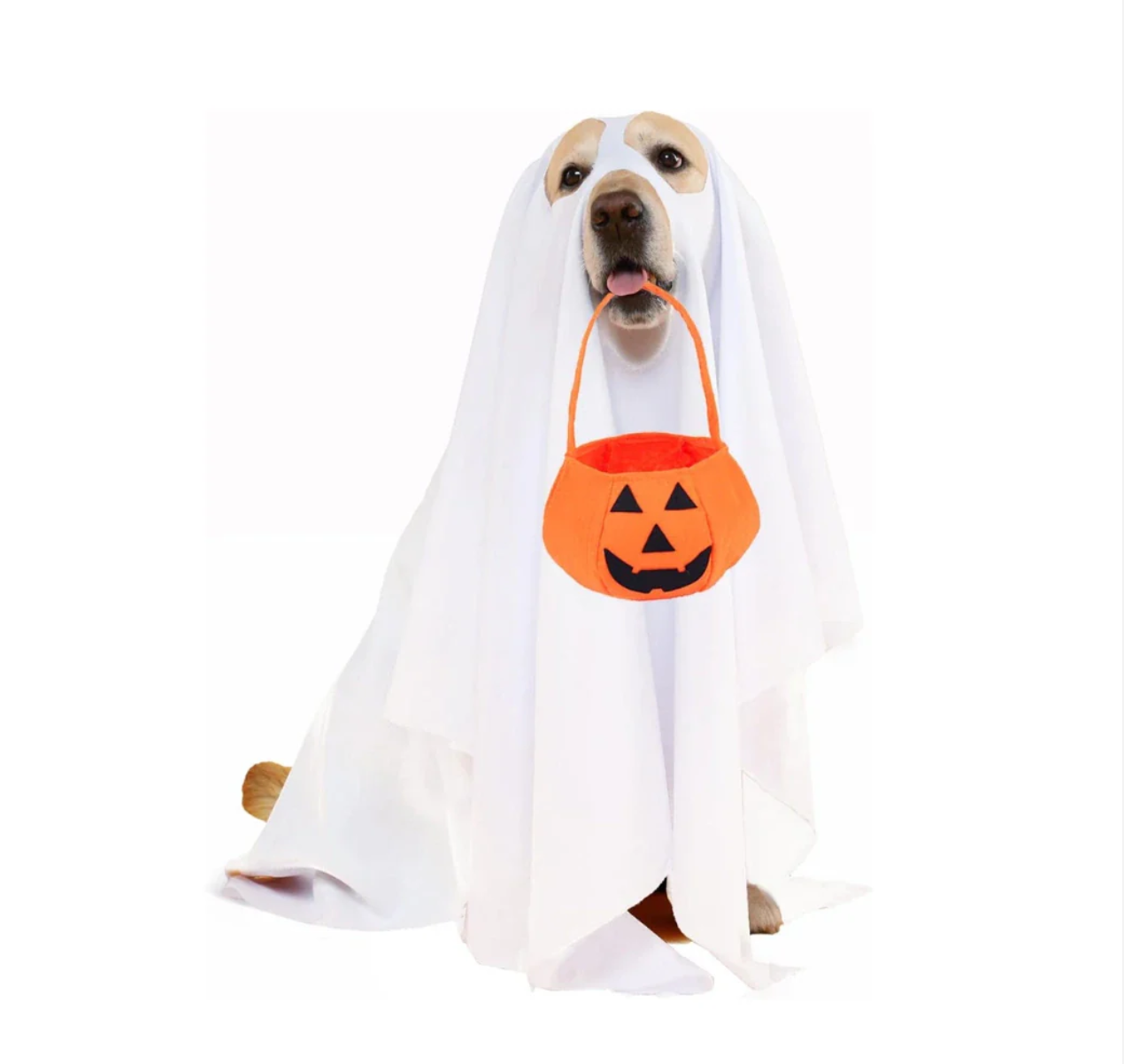 Halloweenkostym för hund