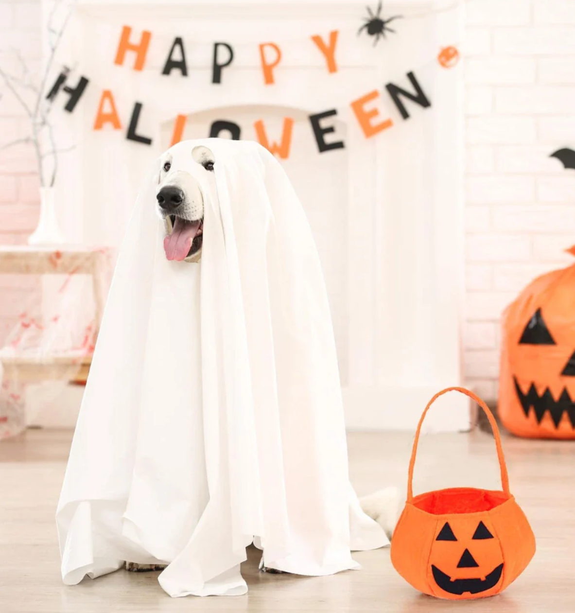 Halloweenkostym för hund