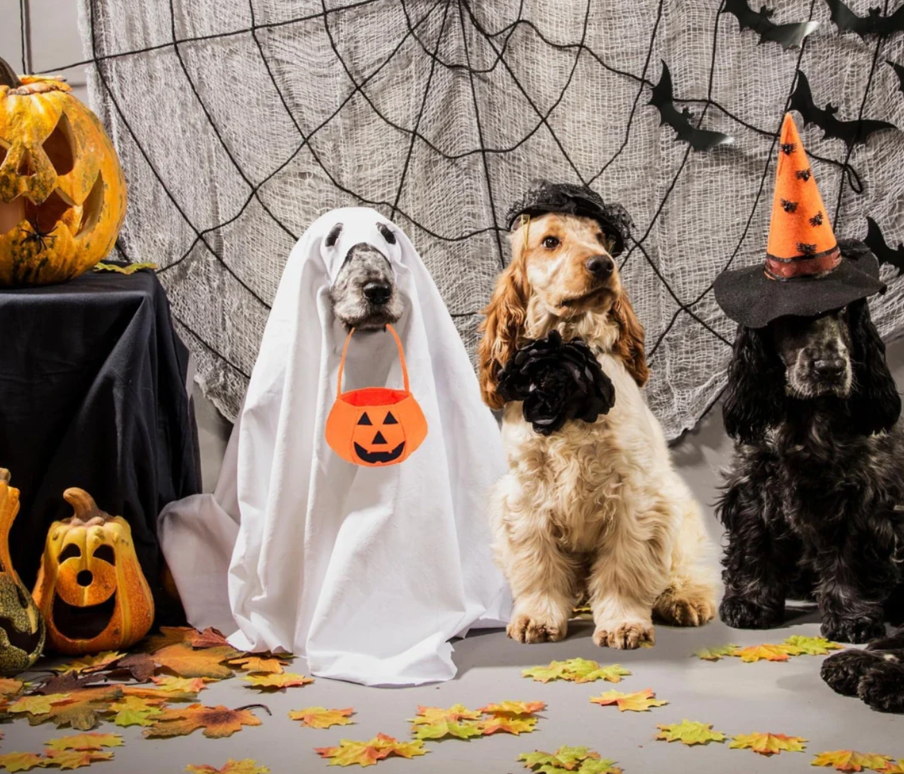 Halloweenkostym för hund
