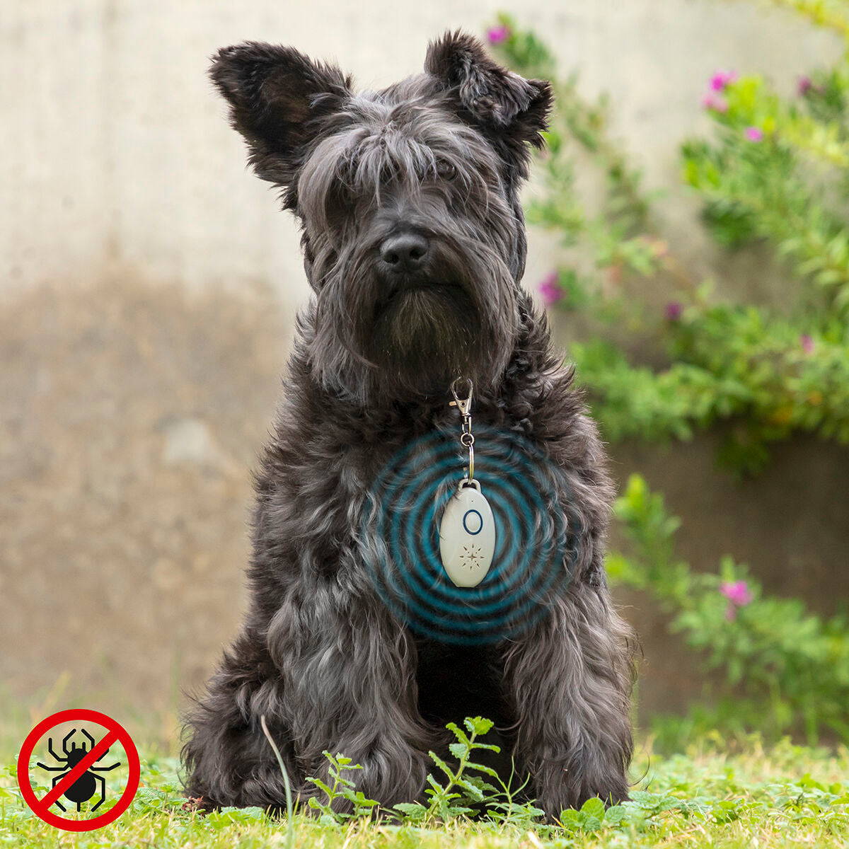 Rechargeable Ultrasound Parasite Repellent for Pets PetRep InnovaGoods-0