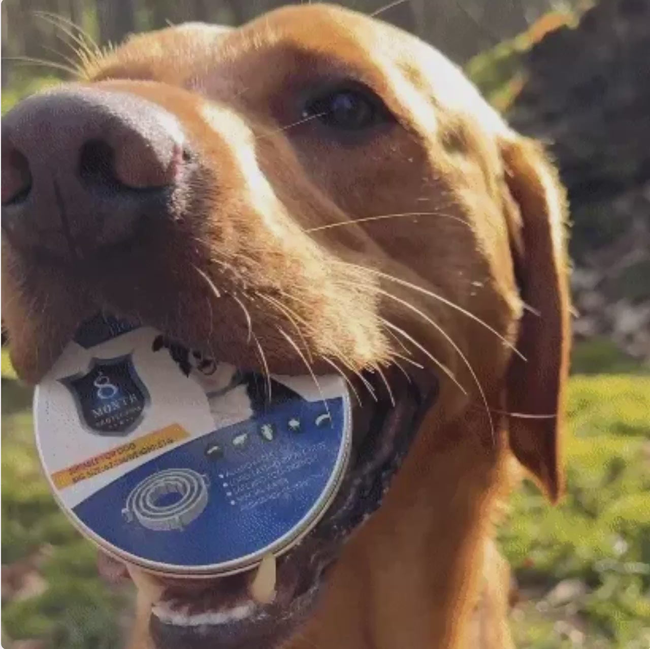 Fästinghalsband – Naturligt skydd mot fästingar och ohyra