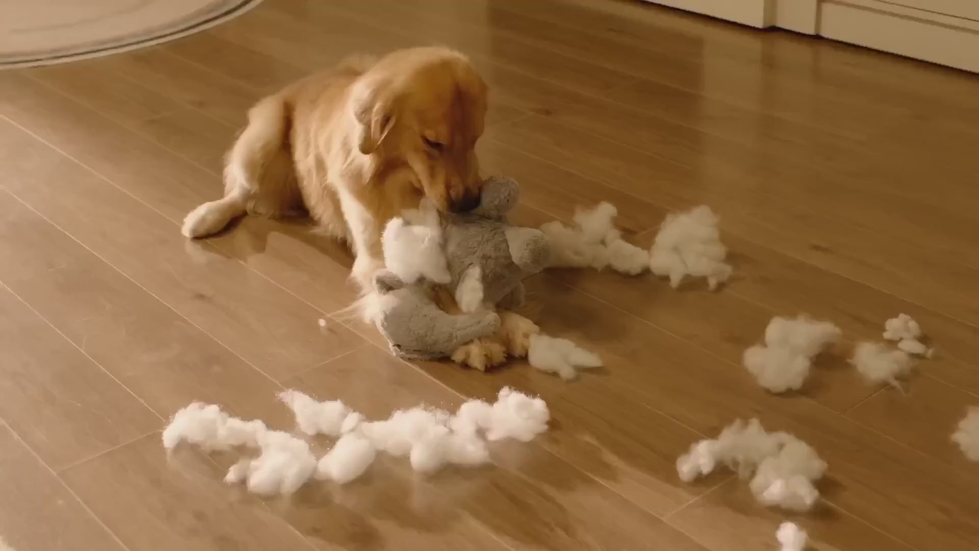 Cheerble® - Interaktiv Hundboll